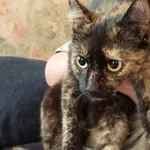 Znaleziono kotkę na osiedlu Bielawy