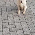 Zaginął pies, Żory, 5 marca 2022