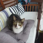 Znaleziono wykastrowanego kocurka