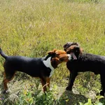 Znalazłem psa - gończy serbski trójkolorowy