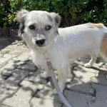 Znaleziono psa, Starogard Gdański, 12 lipca 2022