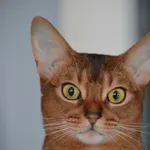 Zaginął kot, Komorniki, 2 września 2018