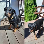 Znaleziono psa, Kwidzyn, 5 lipca 2022