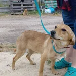 Znaleziona młoda suczka