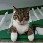 Zaginął kot, Gdańsk, 29 czerwca 2022