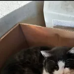 Zaginął kot, Pilzno, 20 marca 2022