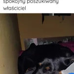 właściciel psa poszukiwany