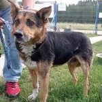 Znaleziono psa, Łeba, 6 lipca 2022