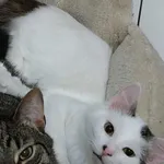 Zaginął kot, Myślenice, 4 lipca 2022