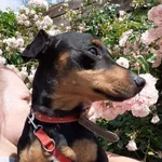 Znaleziono psa, Starogard Gdański, 6 lipca 2022