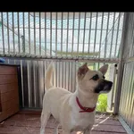 Znaleziono psa, Legionowo, 23 lipca 2021