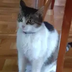 Zaginął kot, Szymankowo, 29 czerwca 2022