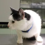 Znaleziono kota, Łódź, 16 lipca 2022