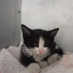 Kocurek poz. 22/394/K