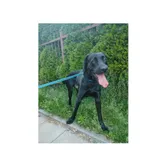 Tobi (nr rej. P-5178/22) pies urodzony w 2020 r. przyjechał do Schroniska z ul. Narewskiej w dniu 05.07.2022 r.