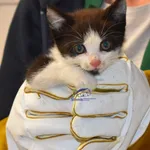 Znaleziono kota, Szczecin, 16 lipca 2022