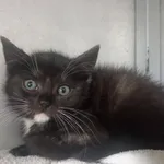 Kocurek poz 22/396/K