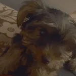 Zaginął pies, Pietrowice Wielkie, 18 lipca 2022