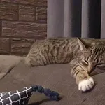 Zaginął kotek Lily