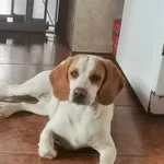 Zaginął pies, Winiary, 7 stycznia 2022