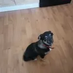 Poszukiwana mała sunia