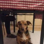 Zaginął pies, Zalesie Górne, 18 kwietnia 2022