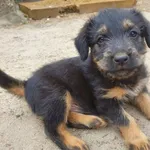 oddam małego szczeniaka