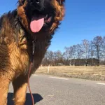 Wytrzyszczki Zaginął duży pies