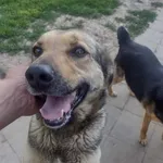 Oddam psa, Kraków, 29 czerwca 2022