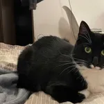 Zaginął kot w okolicach Do Studzienki, Wrzeszcz