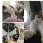 Zaginął kot, Dąbrowa Górnicza, 17 lipca 2022