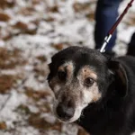 Oddam psa, Łódź, 20 lutego 2022