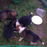 Oddam psa, Zimnowoda, 19 czerwca 2022