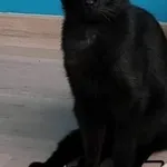 Zaginął czarny kot