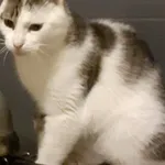 Zaginął kot, Wojciechów, 2 marca 2021