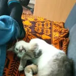 Zaginął kot biało-szary