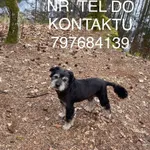 Zaginął pies, Staszów, 21 lipca 2022