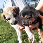 Śliczne pieski szukają domu