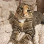 Zaginął kot, Kalety, 17 maja 2022