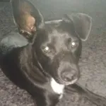 Zaginął pies, Skórzewo, 24 lipca 2022