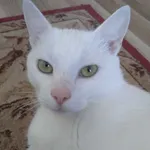 Zaginął kot, Mielec, 24 lipca 2022