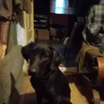 Zaginął pies, Paleśnica, 24 lipca 2022