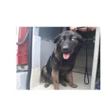 Gandalf (nr rej. P-5196/22) pies o błękitnych oczach, urodzony w 2021 r., przyjechał do Schroniska z ul. Pietkiewicza w dniu 13.07.2022 r.