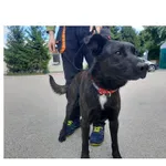 Agat (nr rej. P-5197/22) pies urodzony w październiku 2018 r., z białym krawatem przyjechał do Schroniska z ul. św. Rocha w dniu 15.07.2022 r.