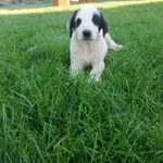 Oddam psa, Śliwniki, 23 lipca 2022