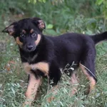 piesek MUD (poz. 22/0433)