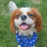 Zaginął pies, Orzesze, 29 lipca 2022