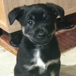 Oddam psa, Żywiec, 30 lipca 2022