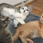 Pilnie oddam małe kotki