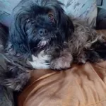 Znaleziono psa, Gdańsk, 28 lipca 2022